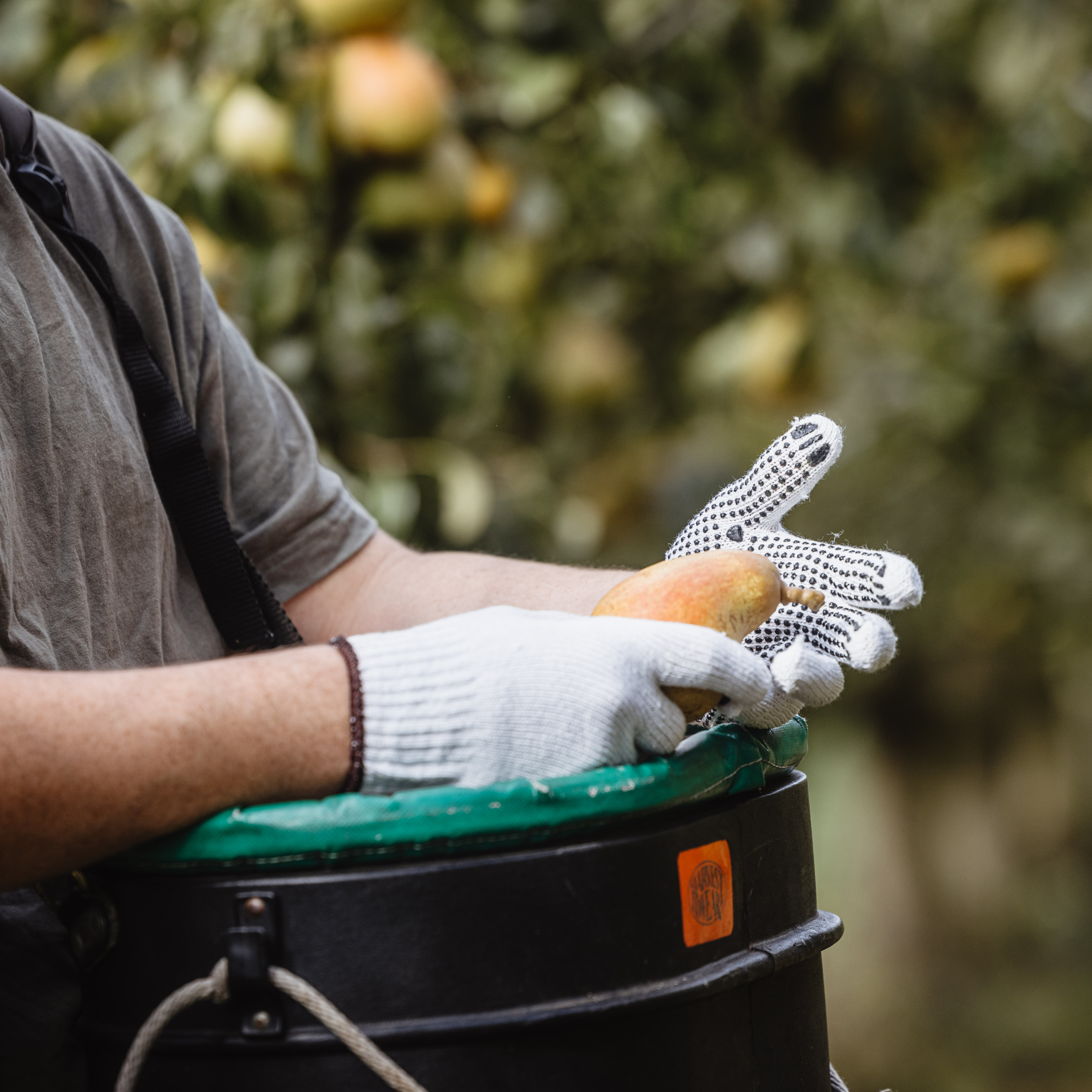 Worker picking pears wearing Bastion Polycotton Gloves with dots