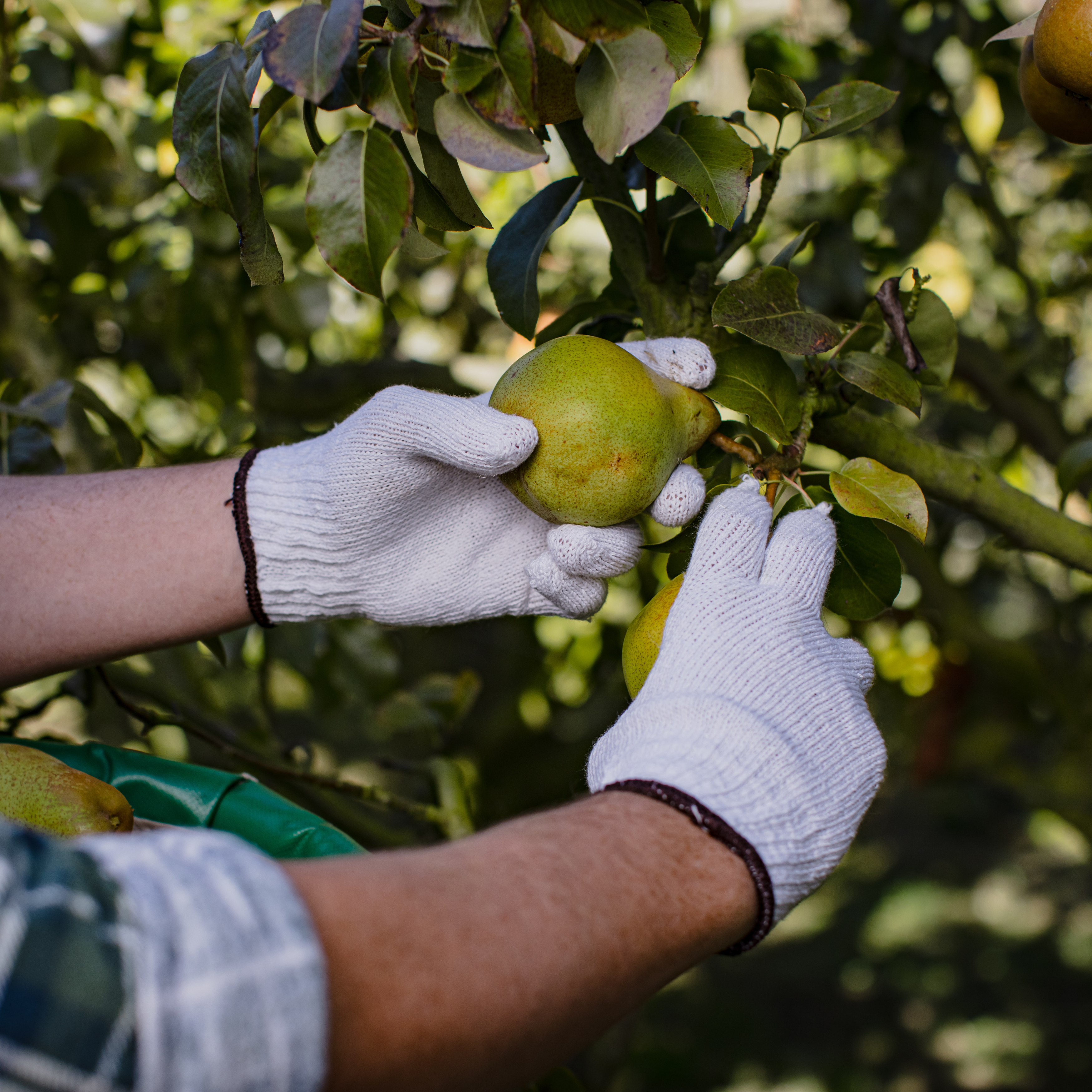 A worker picking a pear off a tree wearing Bastion Ploycotton Gloves