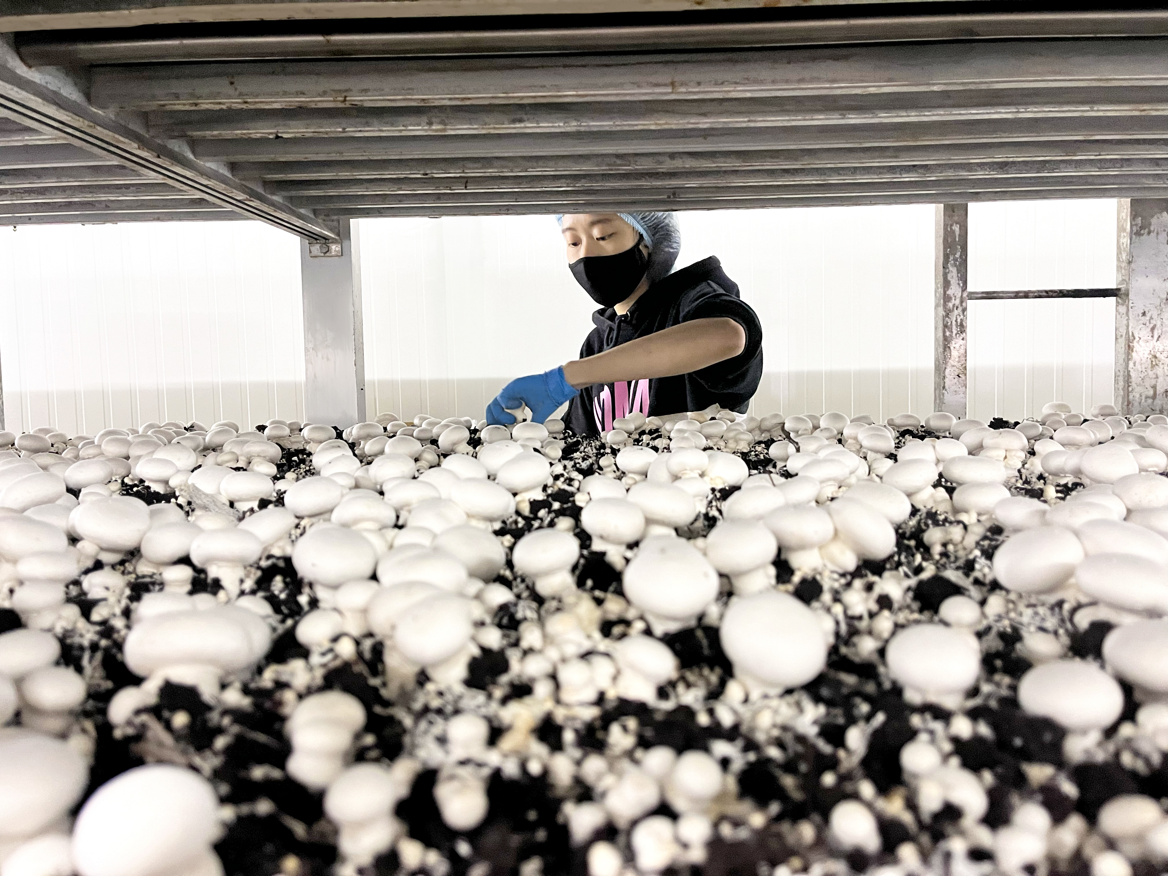 Photo provided by Mercer Mushrooms, staff member wearing gloves in background with mushrooms in foreground.